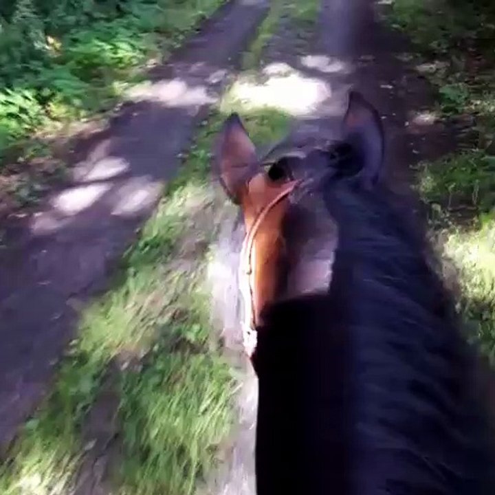 Ausritt 26.07.2017 - mit froher Botschaft hinterher