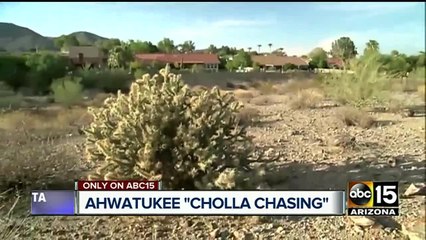 Mysterious cholla popping up on Valley hiking trail