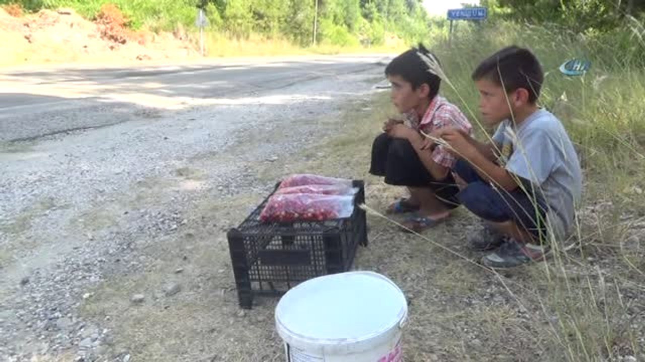 Okul Harçlıklarını Yol Kenarında İncir Kiraz Satarak Çıkarıyorlar