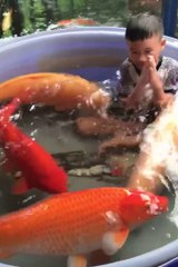 Maman, je peux me baigner avec mes poissons rouges... Ahaha