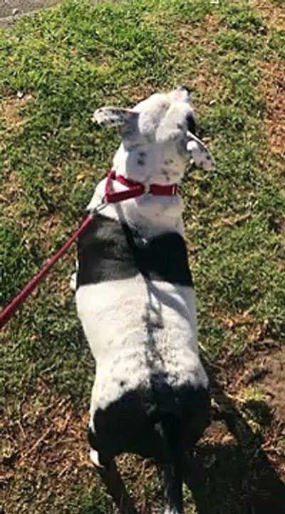 This Dog Doesn't Bark Like a Dog