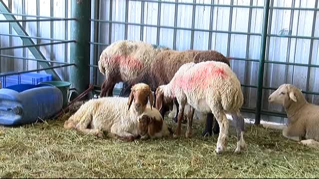 Küçükbaş Hayvan Satıcıları Bu Yıldan Ümitli