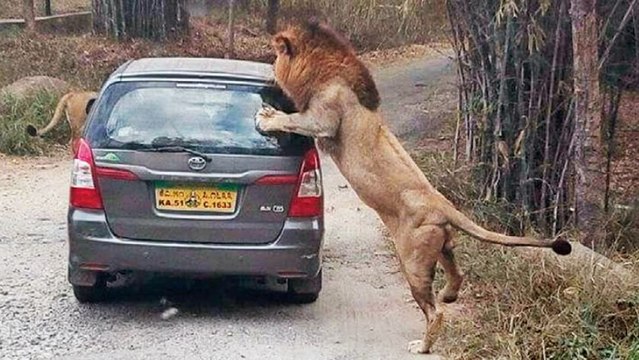 Hindistan'da Kızgın Aslan Safari Aracına Saldırdı