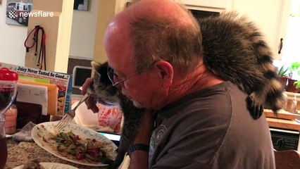 Raccoon sits on owner's head while he eats meal