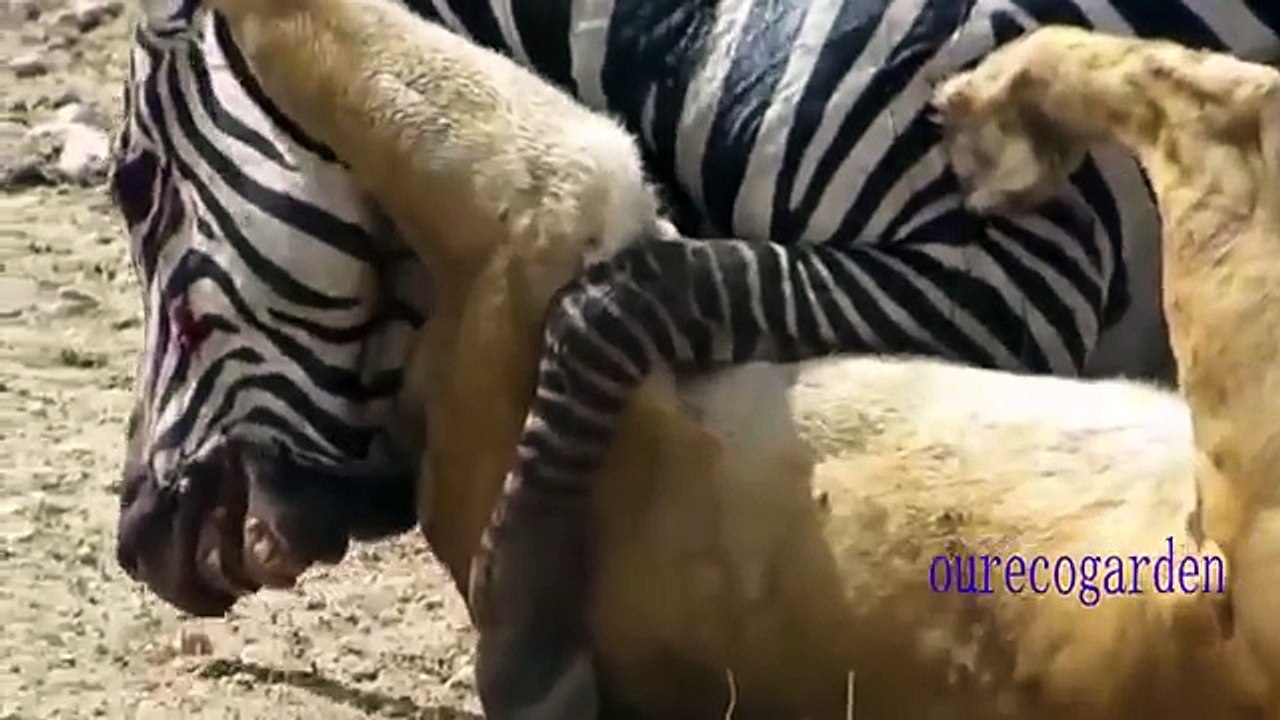 Animals_Attacks_On_Lion_Buffalo_vs_Lion_vs_zebra_Animal_attack._Nature__26_Wildlif