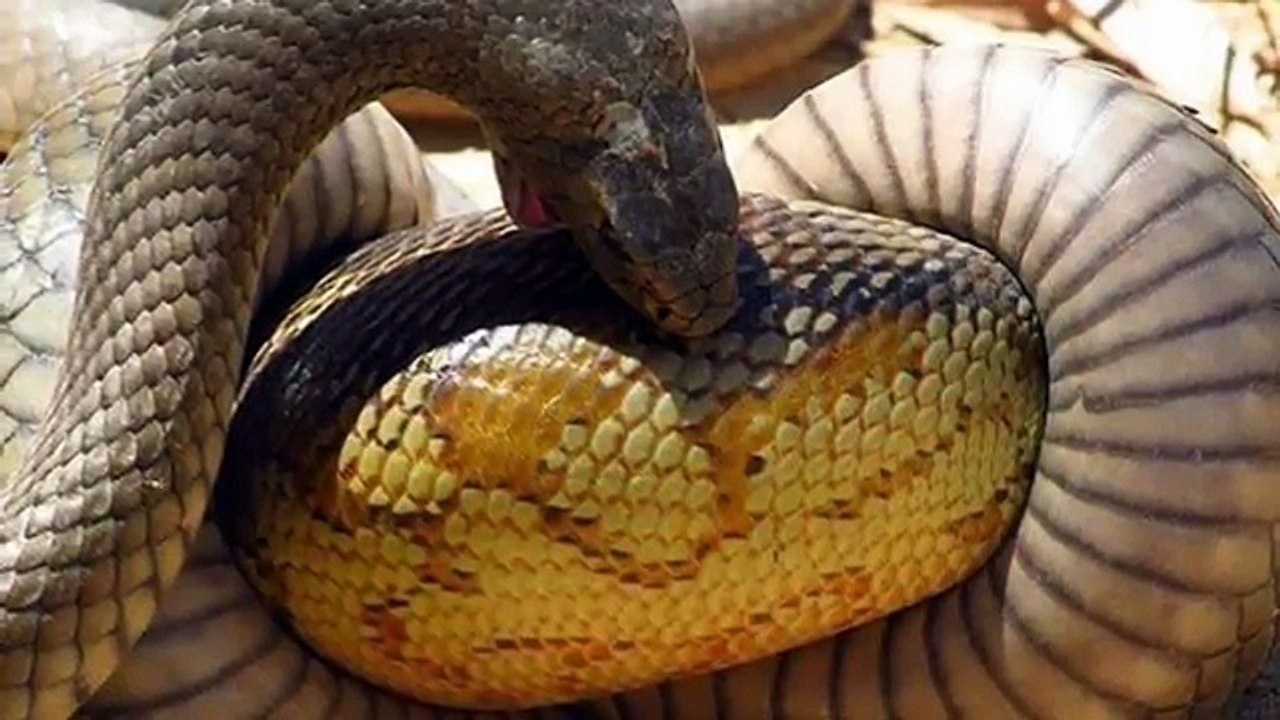 Craziest_animals_attack__E2_86_BE__E2_86_BF_Animals_fight_King_cobra_snake__2C_Fox_2CLizard__2C_honey_