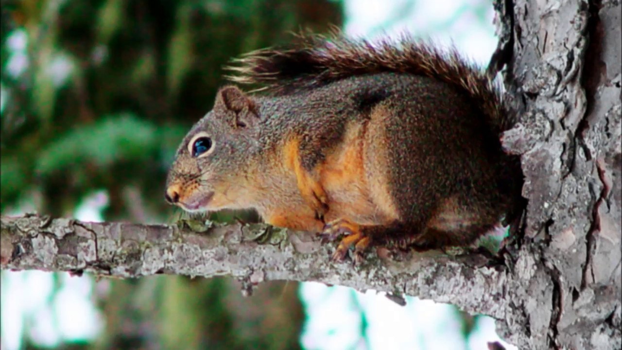AAA Animal Wild Removal Inc- Buckingham - (239) 666-3277