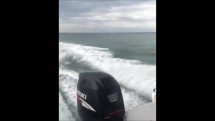 Les internautes outrés par cette vidéo de barbares qui traînent un requin vivant derrière leur bateau