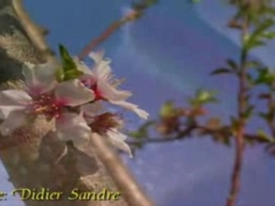 Fleurs d'amandier [1 sur 3]