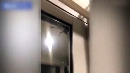 Un couple se retrouve avec une araignée géante sur le mur !!
