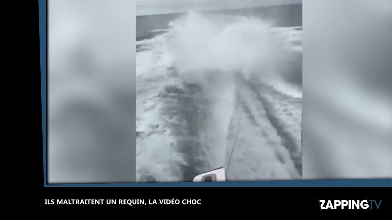 Ils maltraitent un requin avec leur bateau, la vidéo qui fait scandale