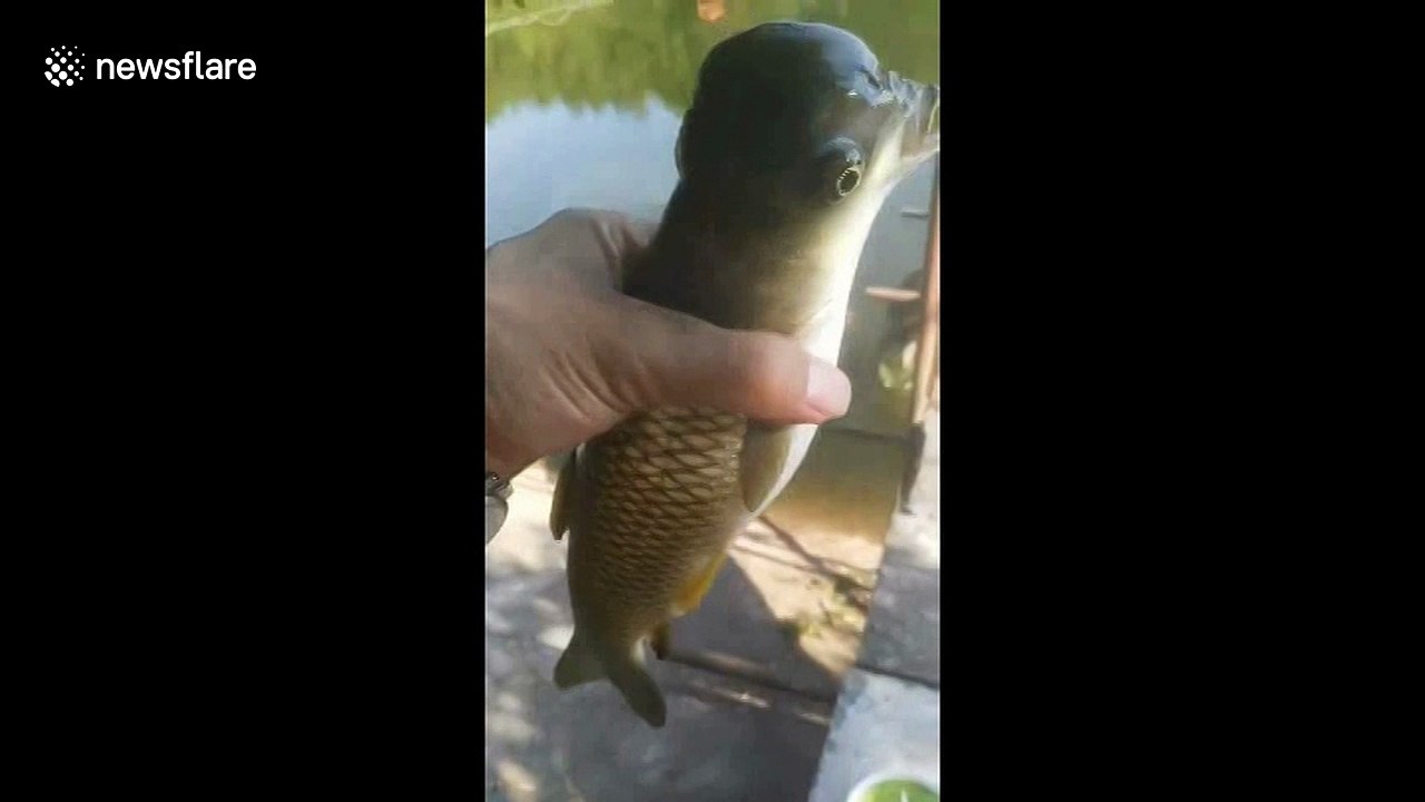 Man catches fish with bird-shaped head