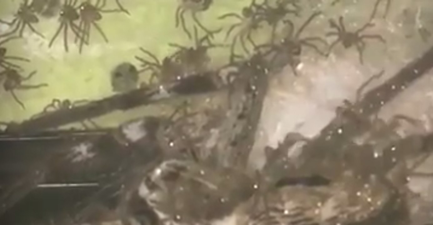 200 Spider Babies Drinking Their Mother's Milk in a Queensland Home