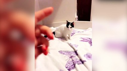 Ce chat a de vrais talents d'acteur !