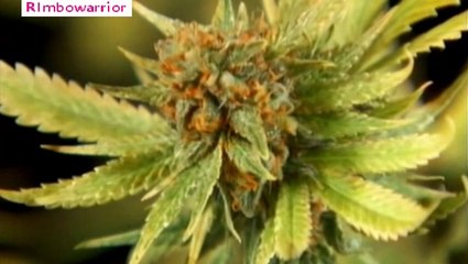 Hubert-Félix Thiéfaine – Solexine et Ganja