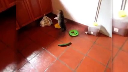 Funny cats scared of cucumbers - cat vs cucumber compilation