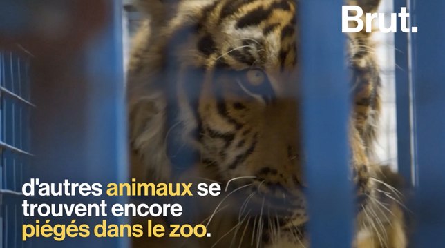 Les animaux abandonnés du zoo d'Alep évacués vers la Turquie