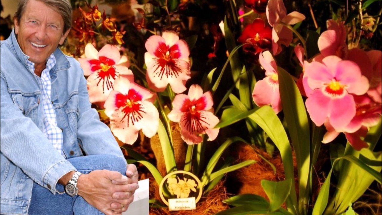 Jonny Hill 77. Geburtstag