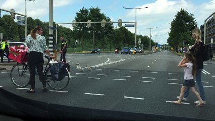 Police Escorts a Family of Swans