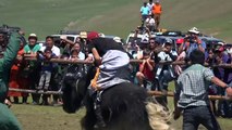 Yak rodeo riding and beauty pageants in Mongolia