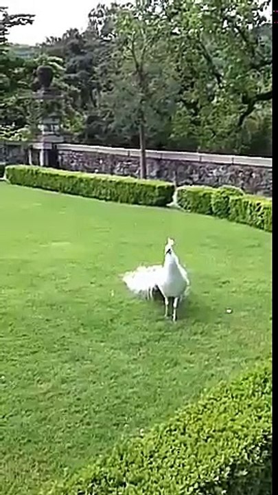 peacock dance