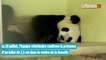 Un bébé panda au Zoo de Beauval