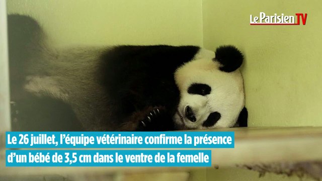 Un bébé panda au Zoo de Beauval