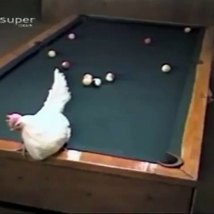 hen plays board