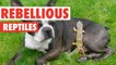 Rebellious Reptiles | Funny Reptile Video Compilation 2017