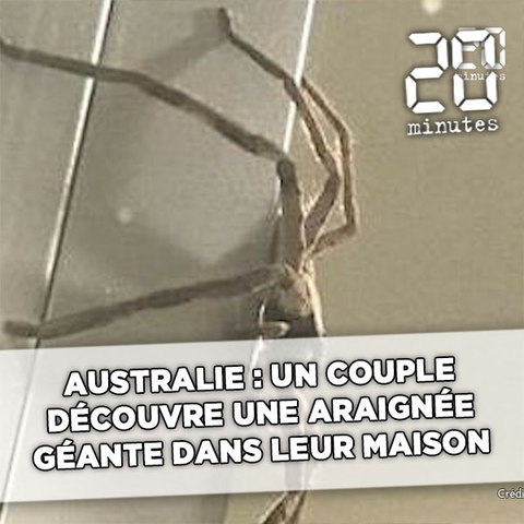 Australie Un Couple Decouvre Une Araignee Geante A L Heure Du Barbecue Video Dailymotion