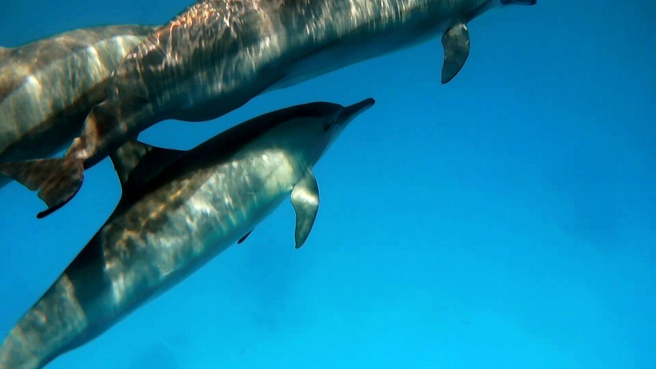 Delfini.2017_0712_125043_019
