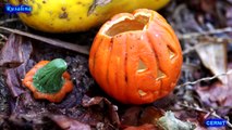 Arcilla polímero taller de arcilla de polímero jack cabeza de la calabaza de Halloween