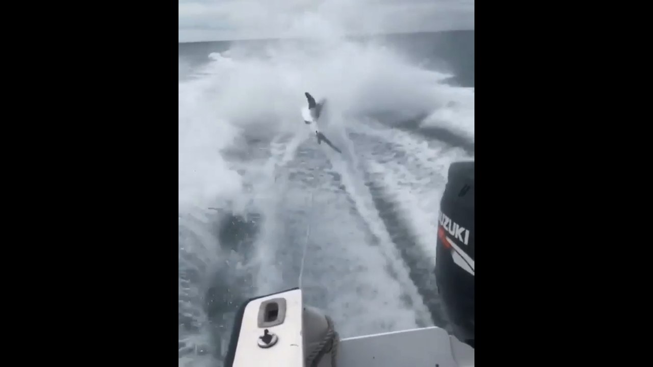 Un requin traîné violemment par un bateau.