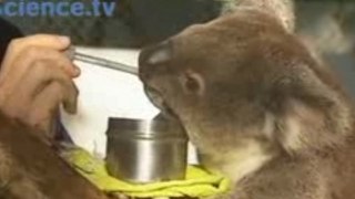 Feeding Koalas