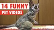 14 Funny Pets | Awesome Pet Video Compilation 2017