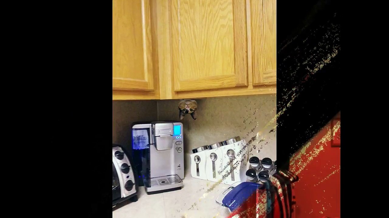 30 photos that prove that cats are ninjas! - HD