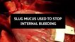 Slug mucus used to create super-strong glue that stops internal bleeding