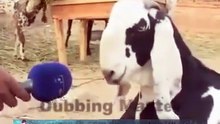 Bakra Eid Especial Eid Mubarak Ho sabko