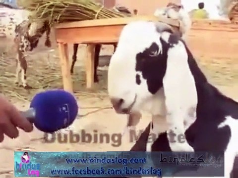 Bakra Eid Especial Eid Mubarak Ho sabko
