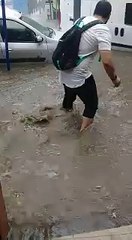 Yağışta mahsur kalan kediyi vatandaş kurtardı