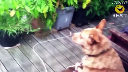 Best funny dogs compilation 2016 - Funny dog vines try not to laugh - YouTube