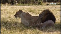 Des lions Qui Tournent Mal Documentaire Complet En Francais