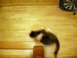 Funny Cats Videos _ Turbo Cats Funny Videos