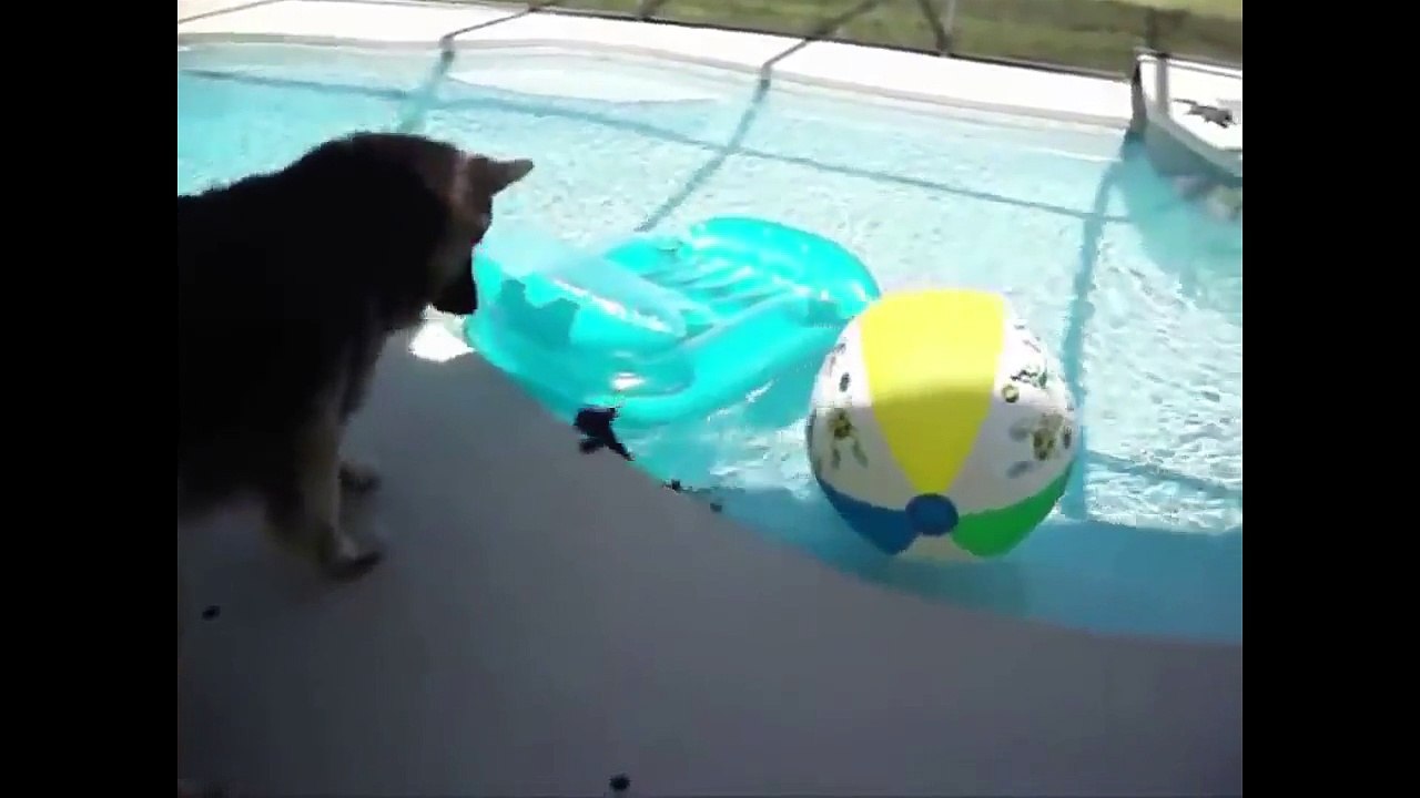 Really funny cat fails videos - That Make you Laugh And Cry 2017 - Funny Kids Vines Compilation