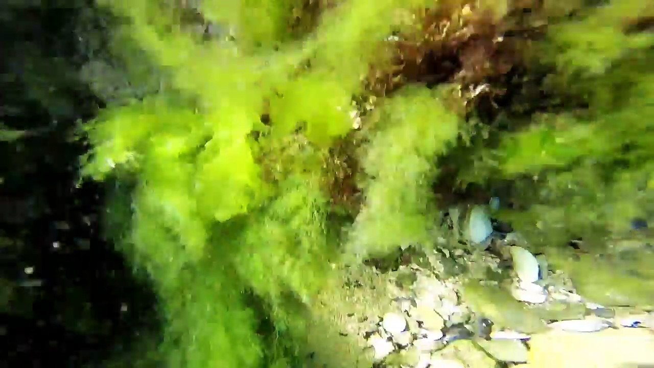 Влогове от морето #1 | Subnautica in real life