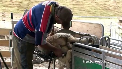 Koyun kırkma tezgahı