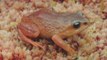 Científicos descubren tres nuevas especies de ranas en Perú