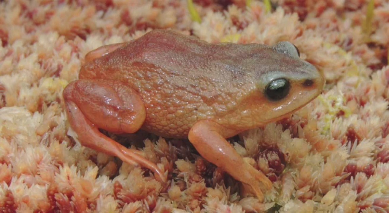 Científicos descubren tres nuevas especies de ranas en Perú