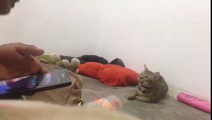 Kucing Pandai Dan Patuh Perintah