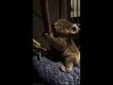 Tiny Koala Joey Morton Tries to Climb